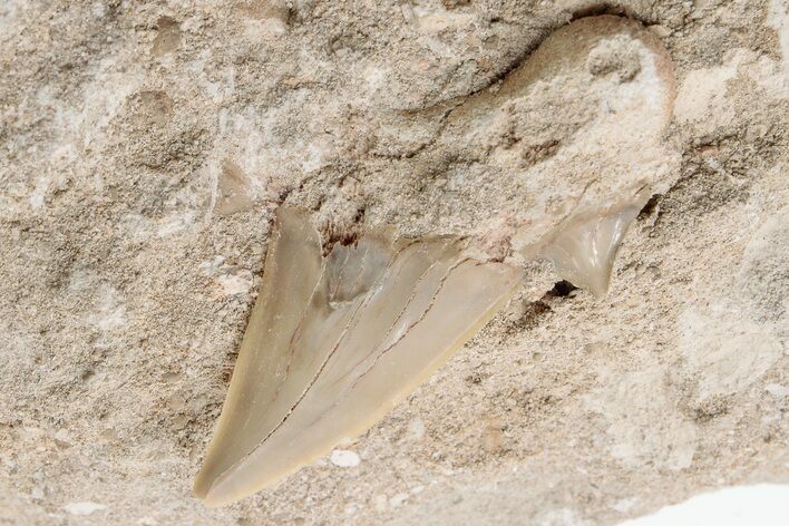 2.05" Otodus Shark Tooth Fossil in Rock - Eocene